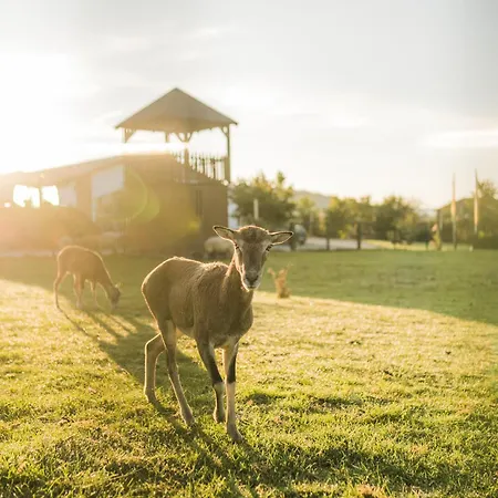 Hof Koehne Haus Am Spielplatz - Schaf アパート *